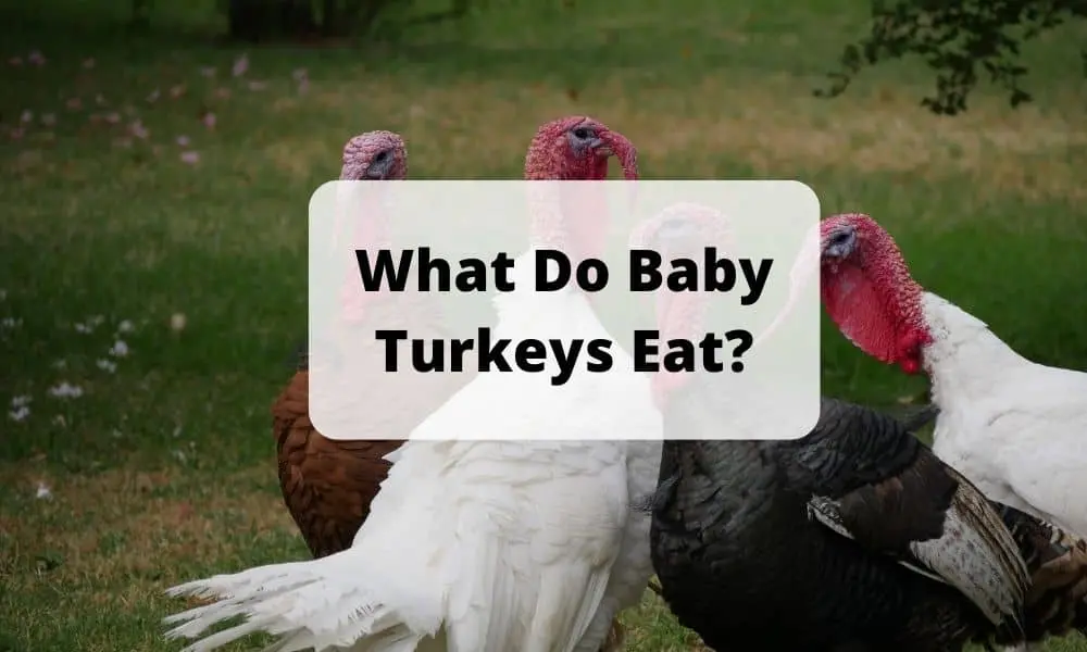 What Do Baby Turkeys Eat