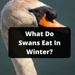 What Do Swans Eat In Winter