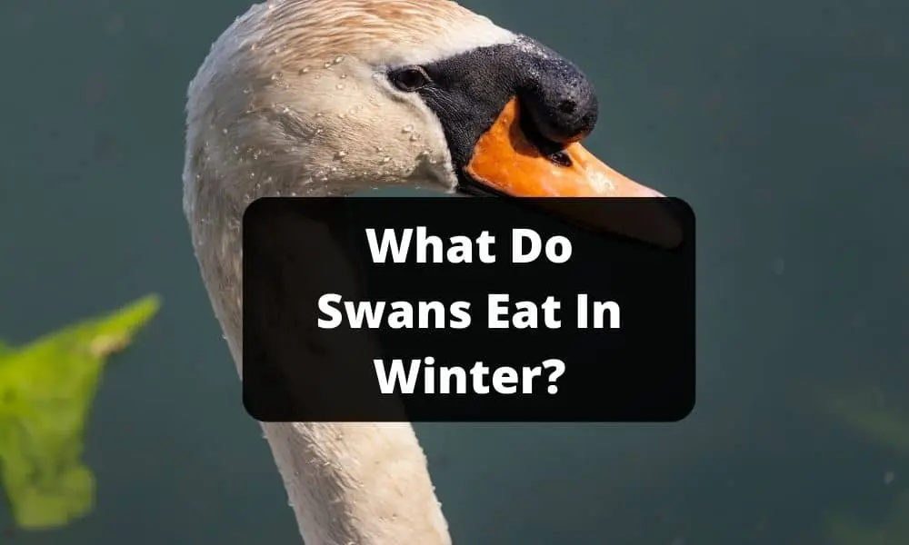 What Do Swans Eat In Winter