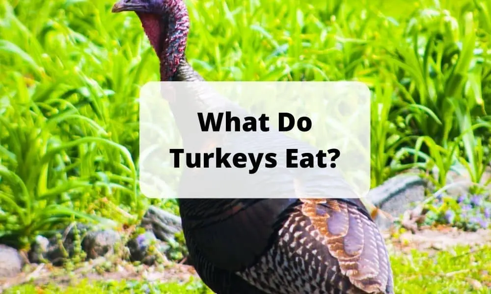What Do Turkeys Eat