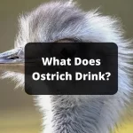What Does Ostrich Drink 