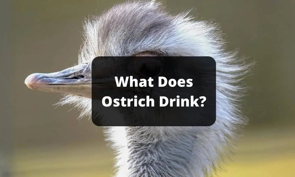 What Does Ostrich Drink 