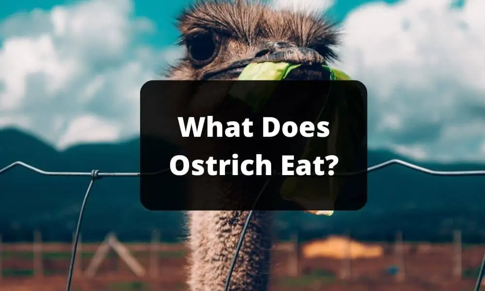 What Does Ostrich Eat