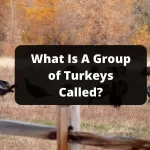What Is A Group of Turkeys Called