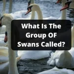 What Is The Group OF Swans Called