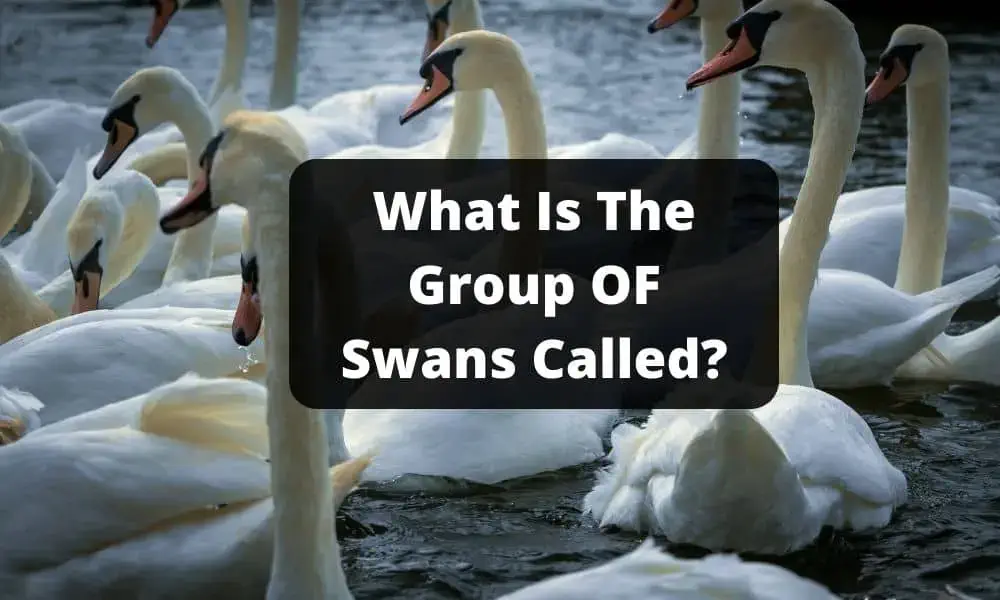 What Is The Group OF Swans Called
