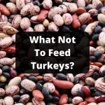 What Not To Feed Turkeys