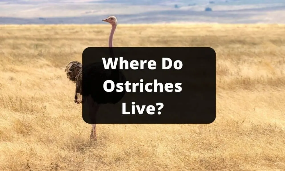 Where Do Ostriches Live