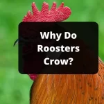 Why Do Roosters Crow